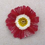 Risultato immagine per Primula auricula Blush Baby