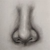 Image result for Nose Pencil Sketch