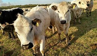 Image result for Cattle BW