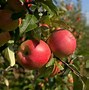 Image result for Apples Growing