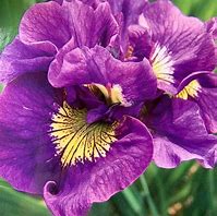 Image result for Iris siberica Double Standard