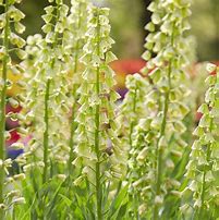 Image result for Fritillaria persica Ivory Bells