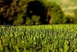 Image result for iPhone SE Cases 2020 Grass