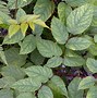 Image result for Astilbe rivularis Grandiflora