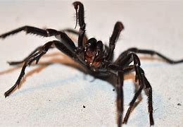 Image result for World's Ugliest Spider