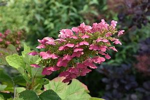 Image result for Hydrangea quercifolia GATSBY GIRL