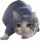 Image result for Sad Cat Meme Emoji