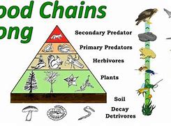 Image result for Longest Food Chain