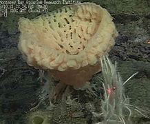 Image result for Flesh-Eating Sponge