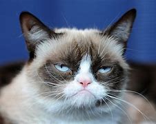 Image result for Grumpy Cat Kitten