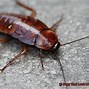 Image result for Bugs That Look Like Small Roaches