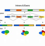 Image result for Gene Structure Exon and Intron