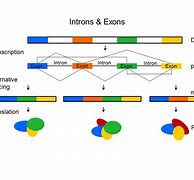 Image result for Gene Transcription Intron-Exon