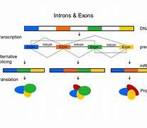 Image result for Introns Exons Amino Acids Formation