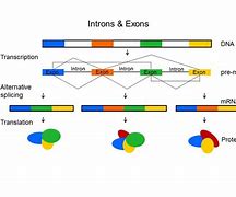 Image result for Example of Exons
