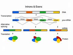 Image result for Identify Exons