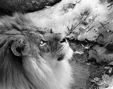 Image result for White Lion Black Old