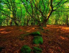 Image result for Forest Wallpaper 4K