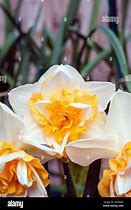 Narcissus Sweet Harmony 的图像结果