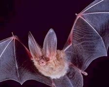 Image result for Bat Wings Art