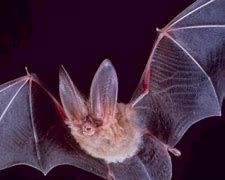 Image result for High Resolution Bat Wings