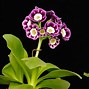 Image result for Primula auricula Claudia Taylor