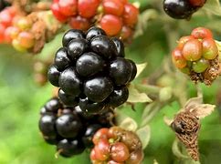 Image result for Wild BlackBerry Fruit