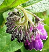 Image result for Symphytum x uplandicum Moorland Heather