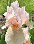 Image result for Iris Constant Wattez (Germanica-Group)