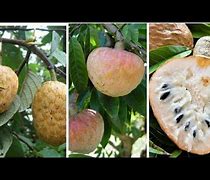 Image result for Jamaican Custard Apple Fruit