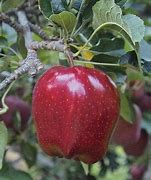 Image result for Red Delicious Apple Fruit