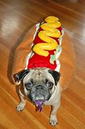 Image result for Hot Dog Pug