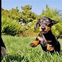 Image result for Blue Staffordshire and Dachshund