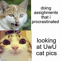Image result for Uwu Meme Template Funny