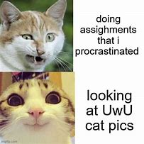 Image result for Uwu Cat Meme