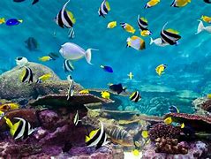 Image result for Underwater Fish Wallpaper