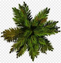 Image result for Date Palm Tree Top View