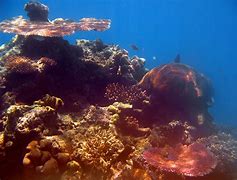 Image result for Underwater Coral Reef