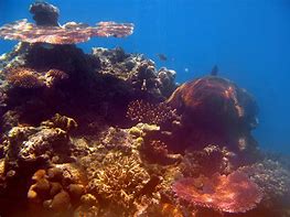 Image result for Coral Reef iPhone Wallpaper
