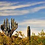 Image result for papago_saguaro_national_monument