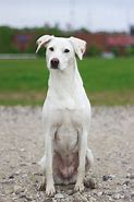 Image result for Small White Short Hair Dogs