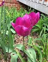 Tulipa Purple Prince 的图像结果