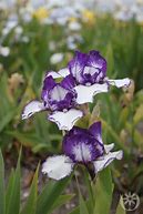 Image result for Iris germanica Rare Edition