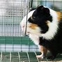 Image result for Caged Mouse
