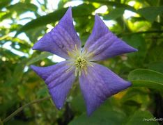 Image result for 4 Petal Purple Flower