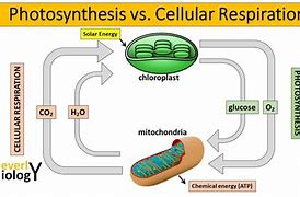 Image result for Photosynthesis vs Cellular Respiration