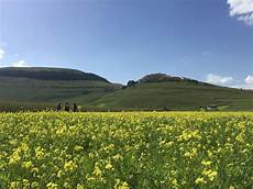 web castelluccio di norcia la fioritura di castelluccio di norcia pro loco norcia web castelluccio di norcia la fioritura di castelluccio di norcia pro loco norcia