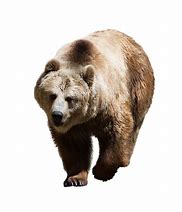 Image result for Bear Isolated