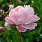 Image result for Paeonia lactiflora Nick Shaylor