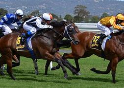 Image result for Thoroughbred Race Horse Racing